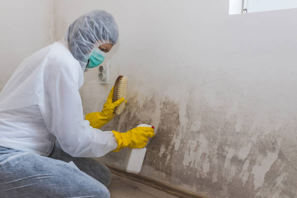 Best Attic Mold Removal  in Parker, AZ
