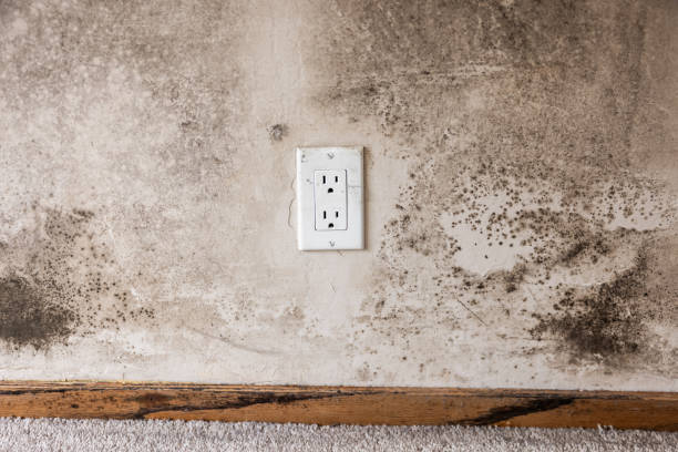 Best Commercial Mold Inspection  in Parker, AZ