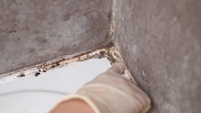 Best Environmental Consulting for Mold Prevention  in Parker, AZ