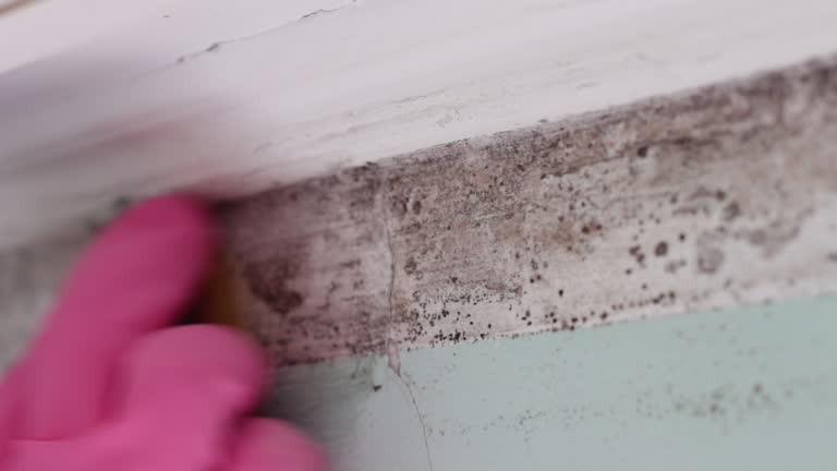 Best Water Damage & Mold Remediation  in Parker, AZ